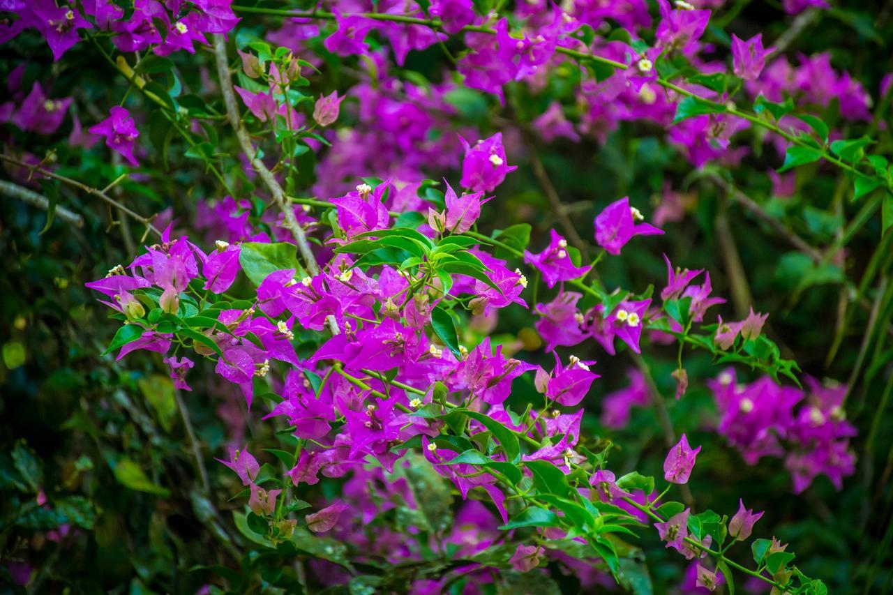The Goddess Garden Eco-Resort Cahuita Exterior foto